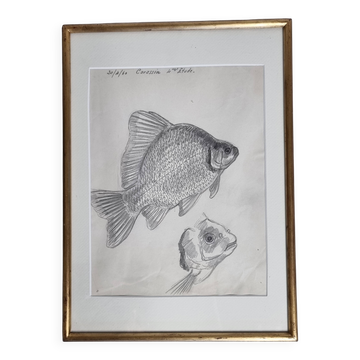 Original drawing by Marcel Bourgeois, 1960, Carassine, Graphite on paper