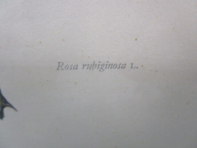 Antique botanical engraving