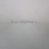 Antique botanical engraving