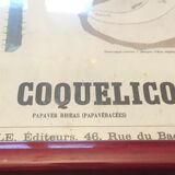 Botanical board under glass