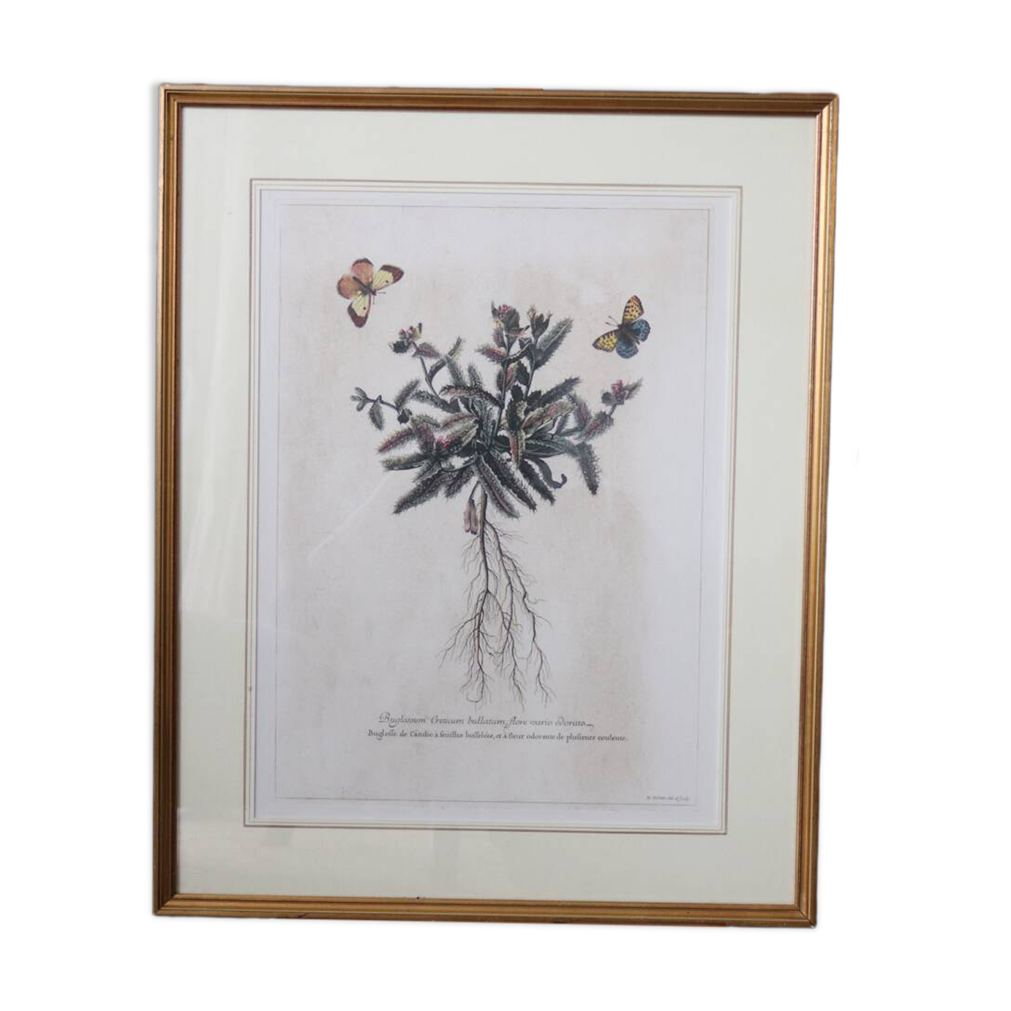 Framed botanical print of butterflies – Buglossum Creticum