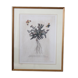 Gravure botanique papillons