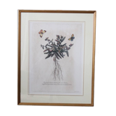 Framed botanical print of butterflies – Buglossum Creticum
