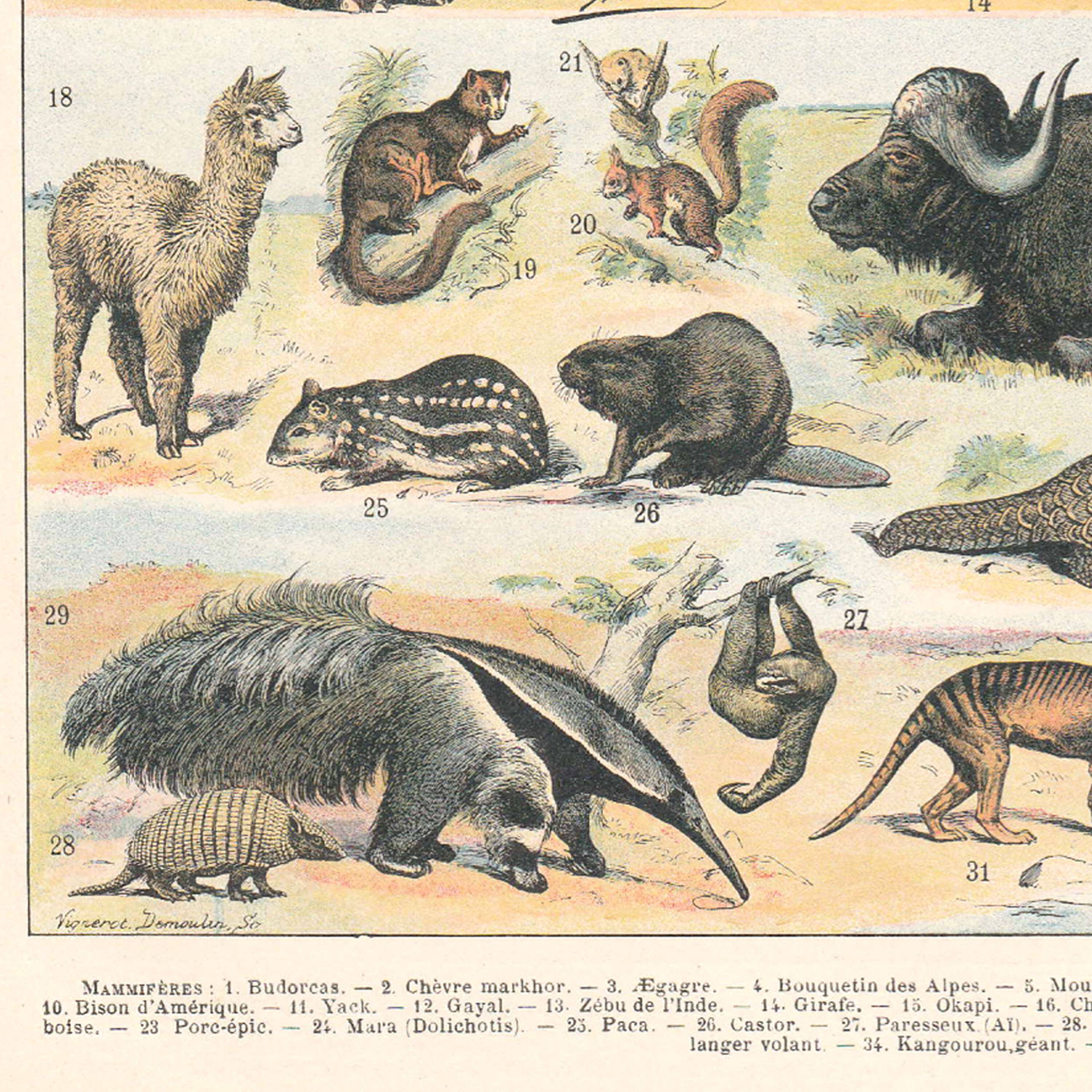 Old plate on mammals 1897