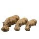 Mid-century Set of 3 ceramic hippos, Zaccagnini Italy 1950s