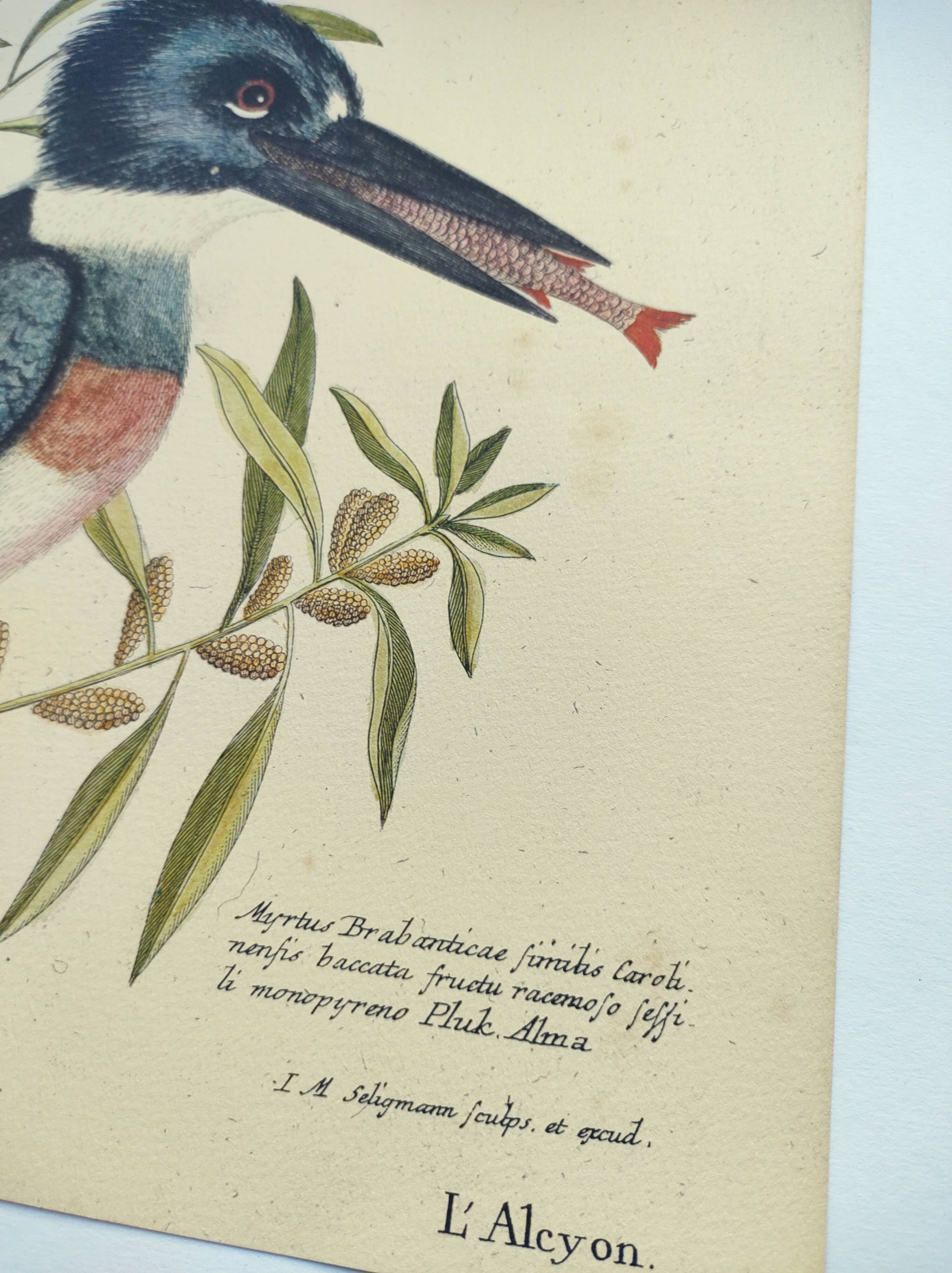 Old bird engraving -The Alcyon- Ornithological plate by Seligmann & Catesby. 1973