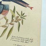 Old bird engraving -The Alcyon- Ornithological plate by Seligmann & Catesby. 1973