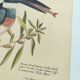 Old bird engraving -The Alcyon- Ornithological plate by Seligmann & Catesby. 1973
