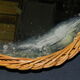 Rattan mirror 28x28cm