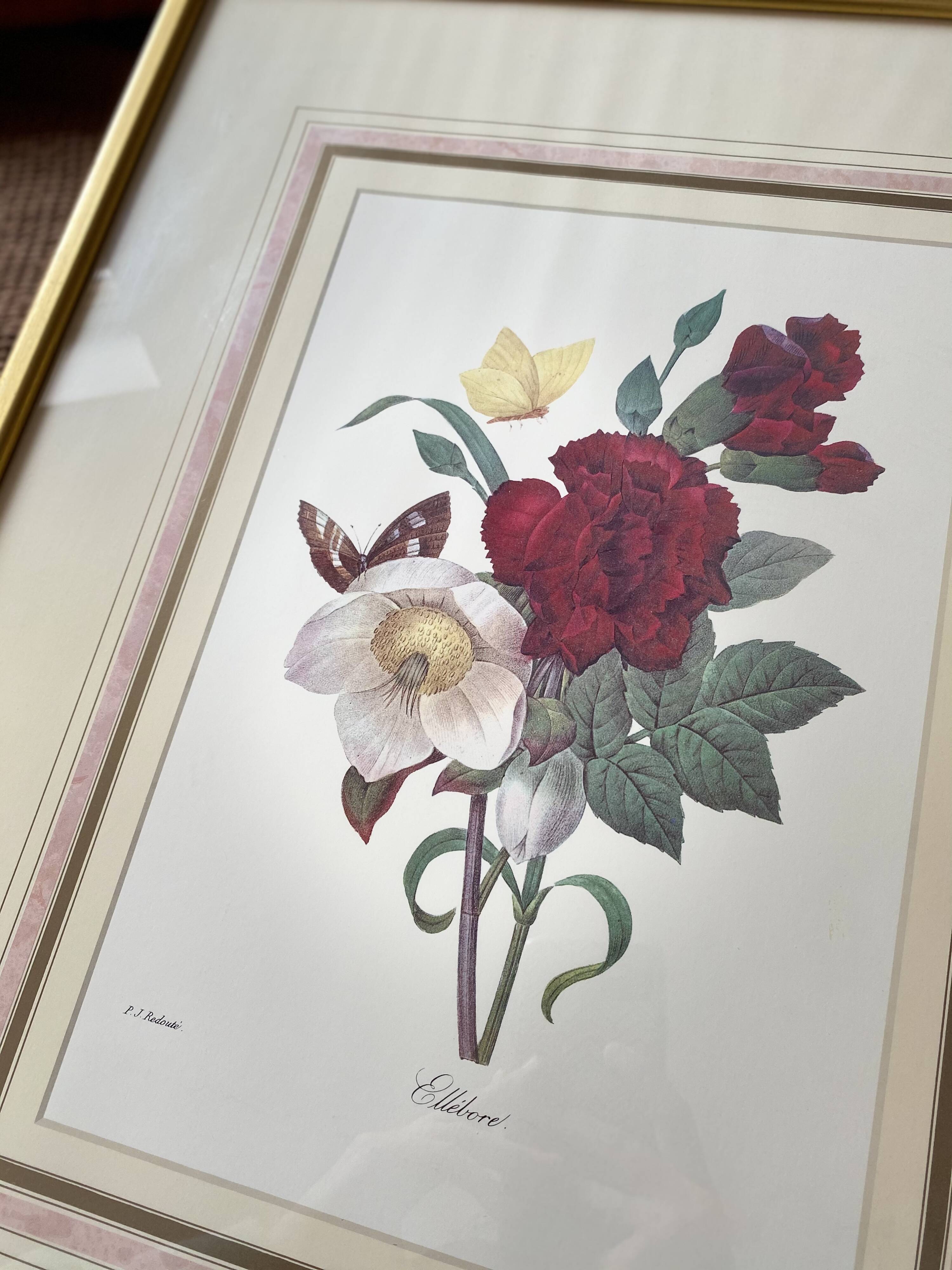 Floral lithograph by P.J Redouté