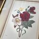 Lithographie florale de P.J Redouté
