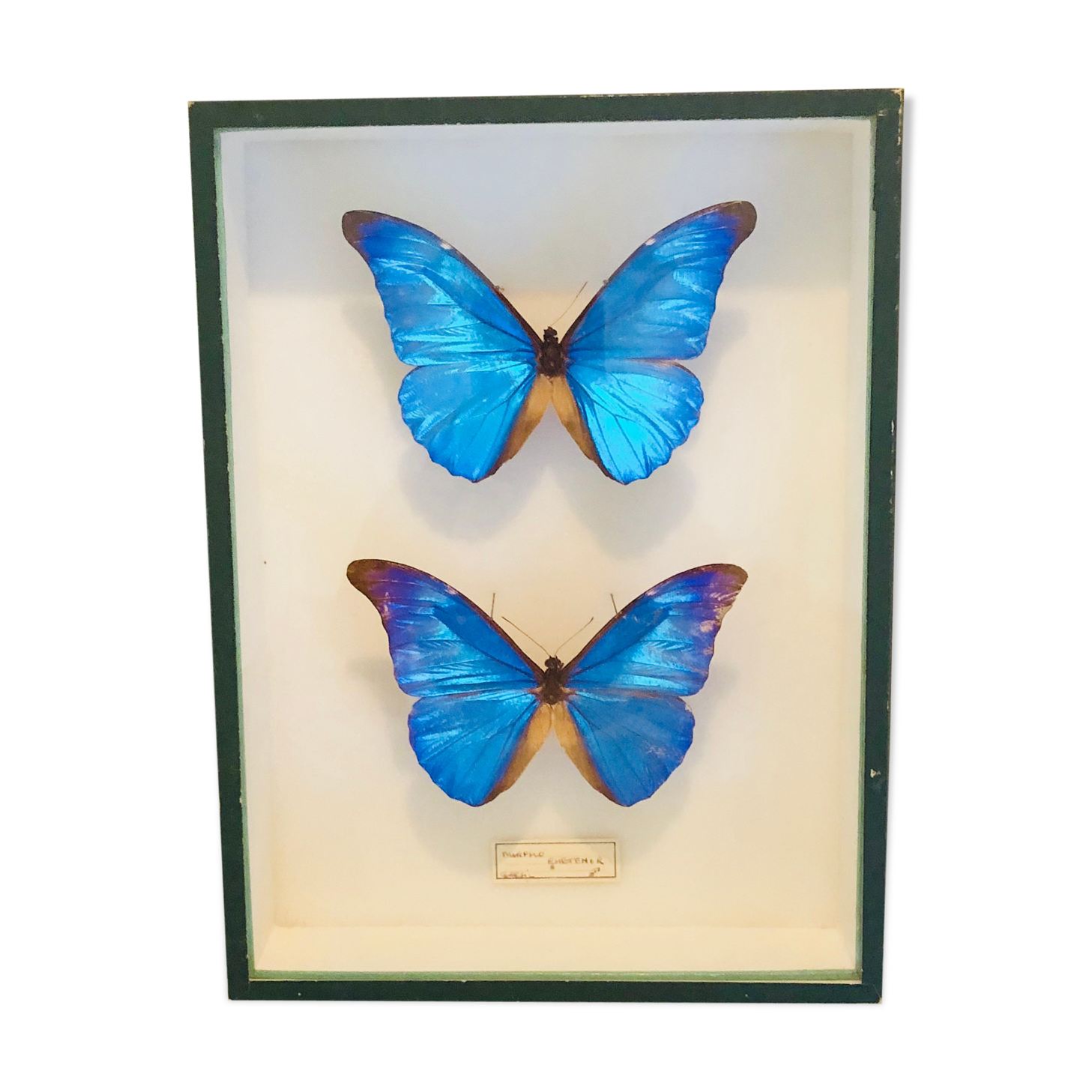 Papillons Morpho Rhetfnor