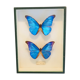 Papillons Morpho Rhetfnor