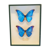 Papillons Morpho Rhetfnor