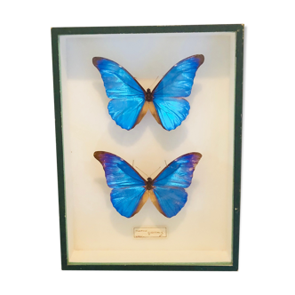 Papillons Morpho Rhetfnor