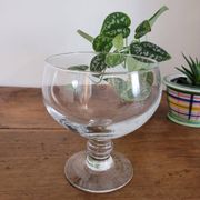 Grande coupe en verre