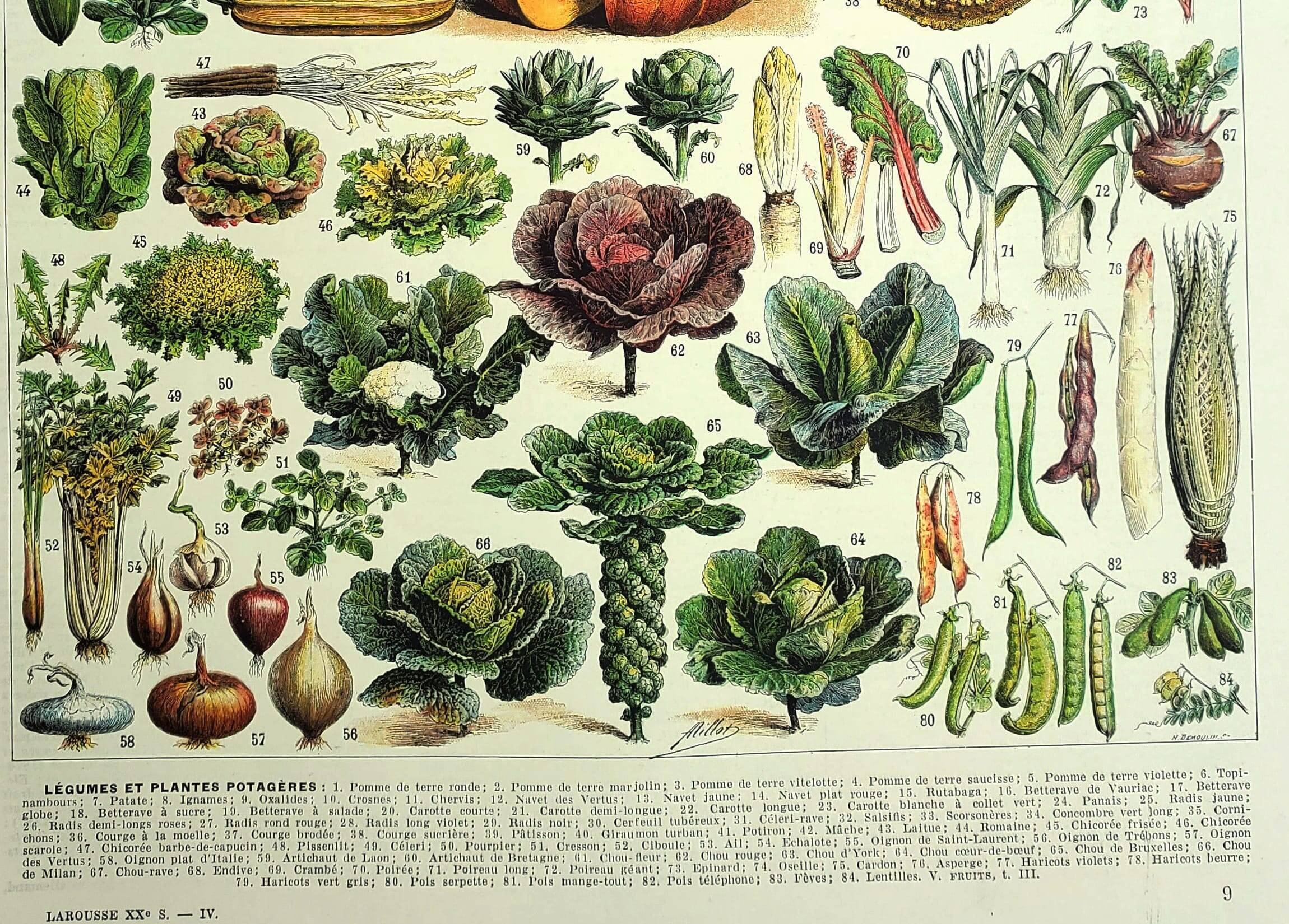 Old engraving 1928 - Vegetables and garden plants by A. Millot