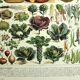 Old engraving 1928 - Vegetables and garden plants by A. Millot