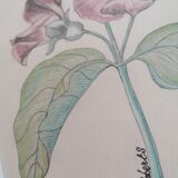 Tableau botanique fleurs roses