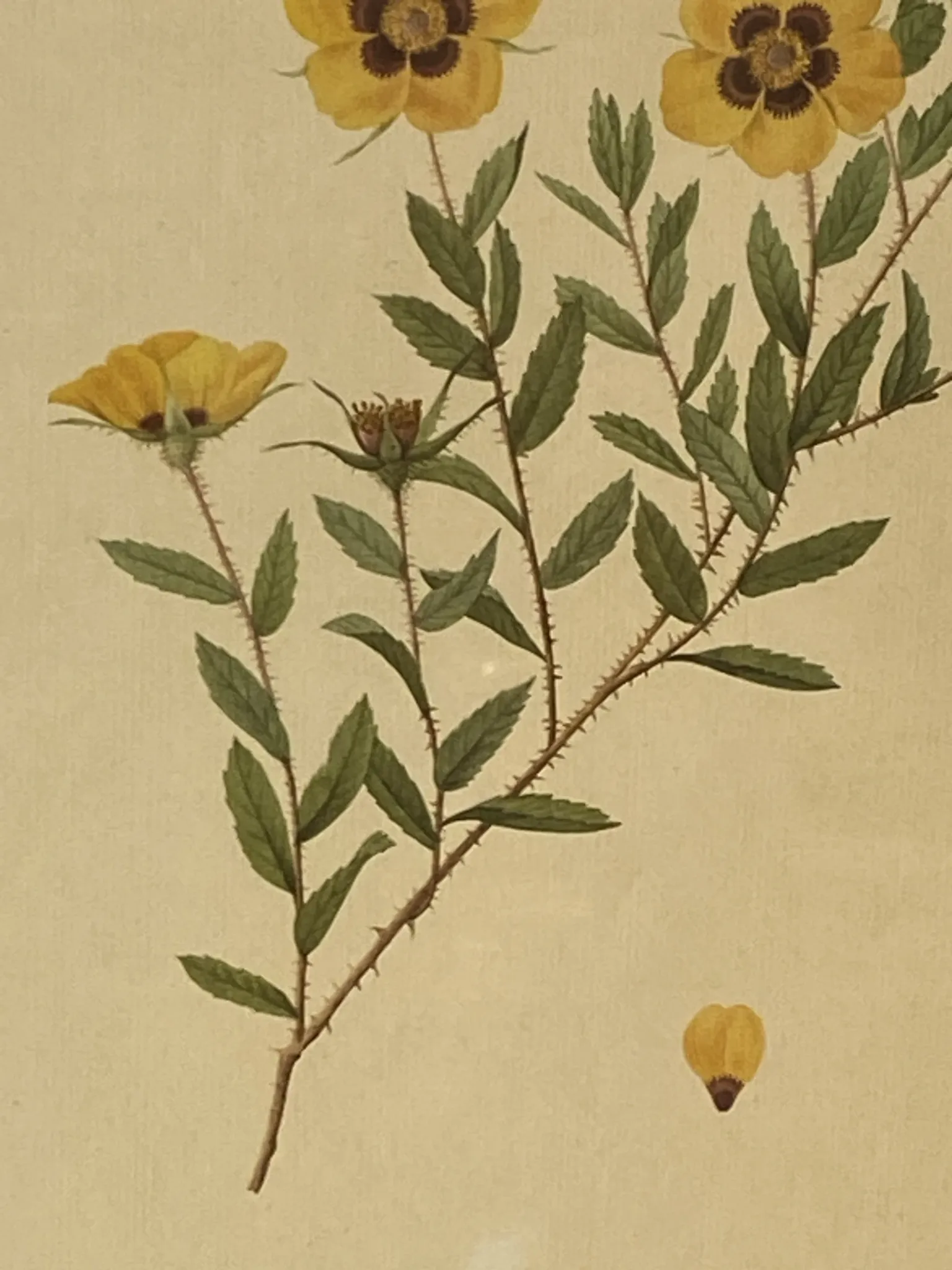 Botanical print, Rose, J-P Redouté