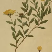 Botanical print, Rose, J-P Redouté