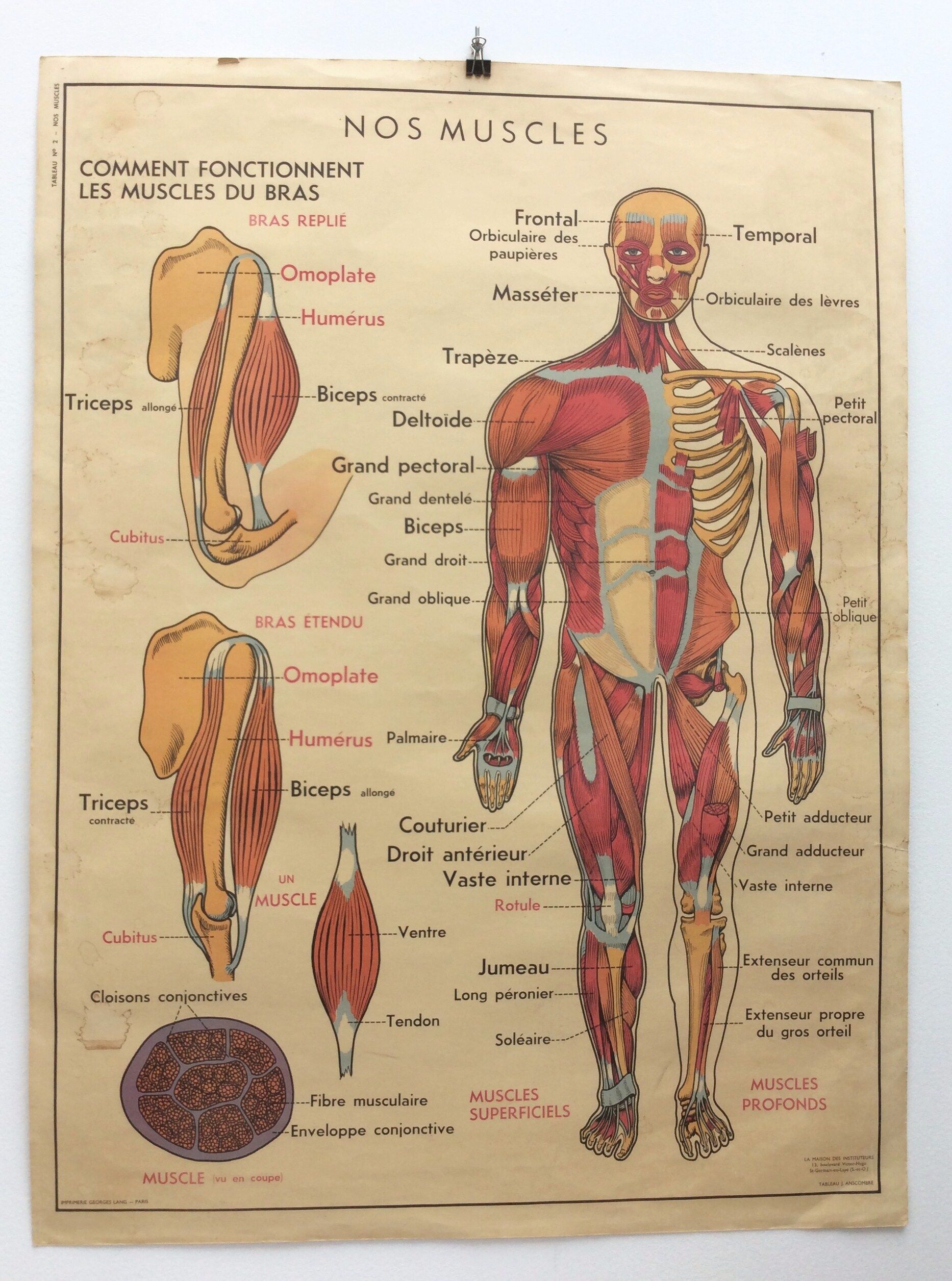 Displays anatomy muscles, human body