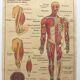 Displays anatomy muscles, human body