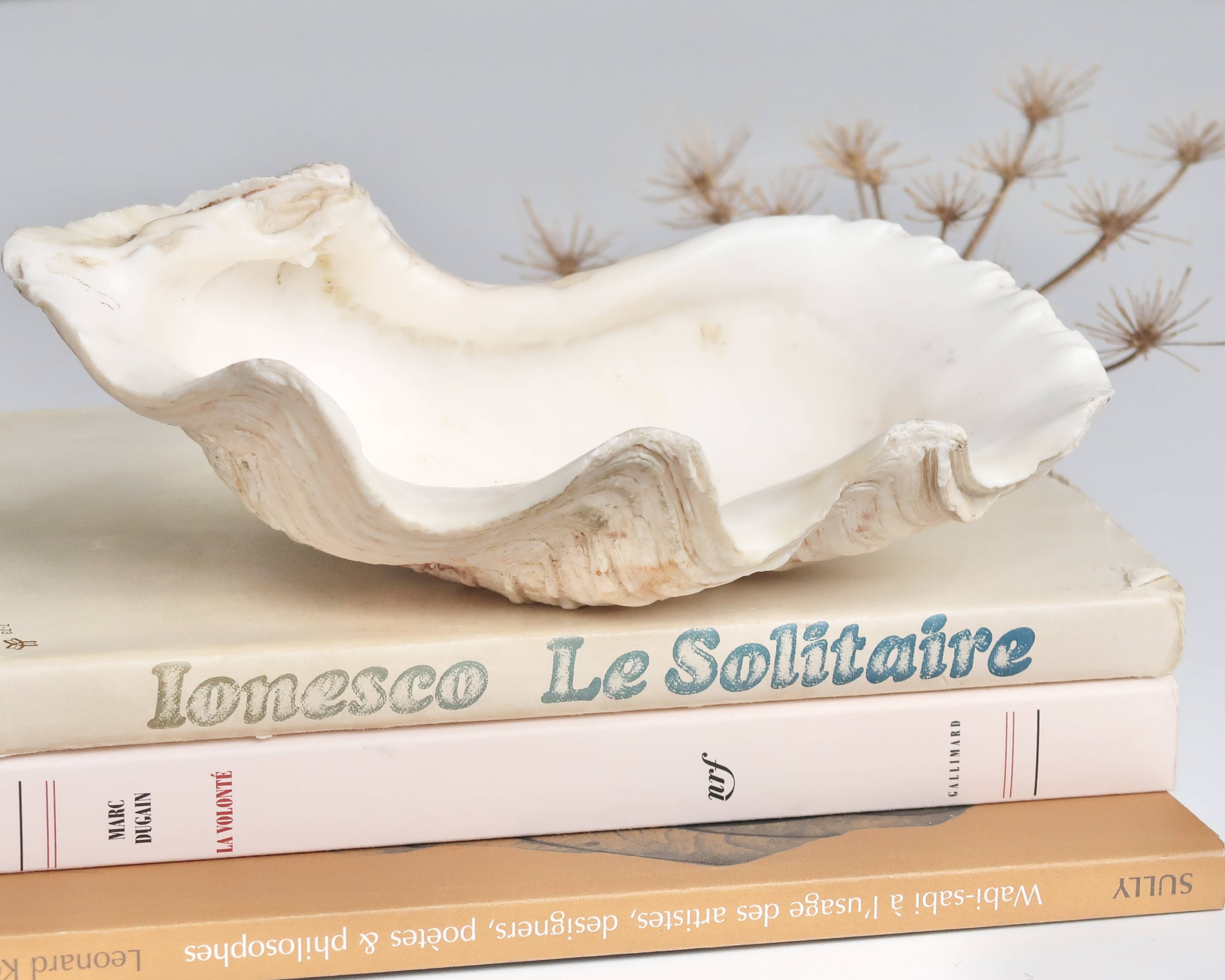 Vide poche coquillage bénitier, années 70
