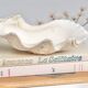 Vide poche coquillage bénitier, années 70