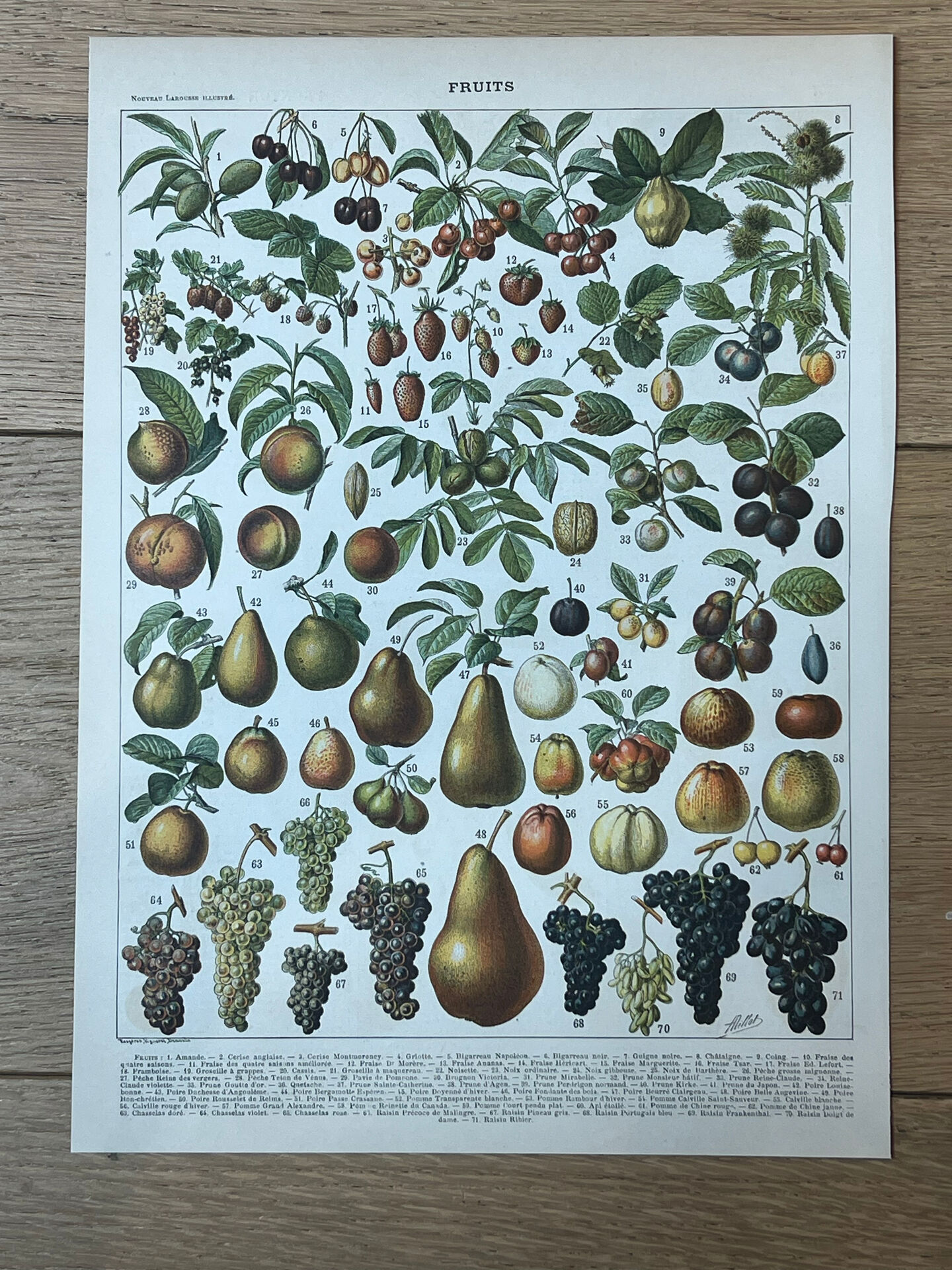Planche botanique “Fruits” - 30,5x22cm