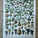 Planche botanique “Fruits” - 30,5x22cm