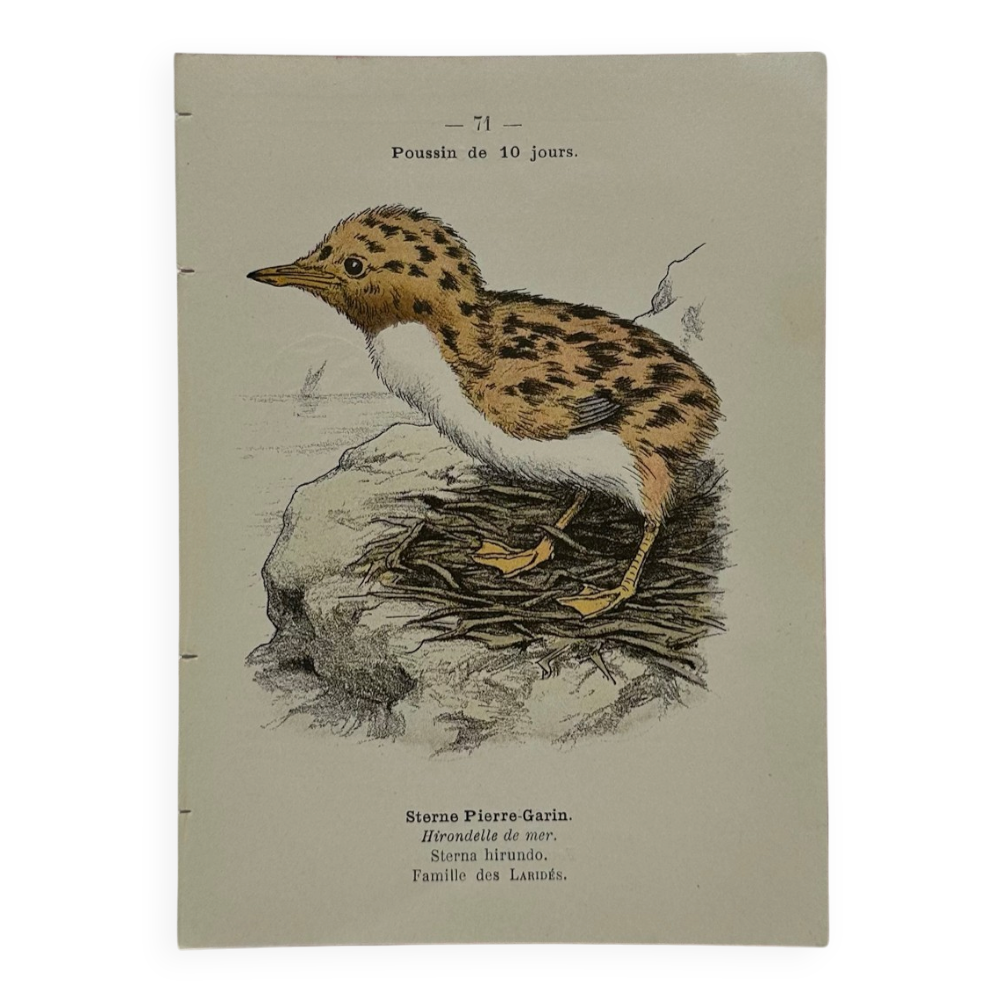 🐦 Botanical Plate Engraving of Birds Naturalist 19th Century Double-Sided A