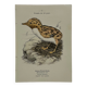 🐦 Botanical Plate Engraving of Birds Naturalist 19th Century Double-Sided A