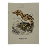 Planche Botanique Gravure oiseaux naturaliste  19eme recto verso  A