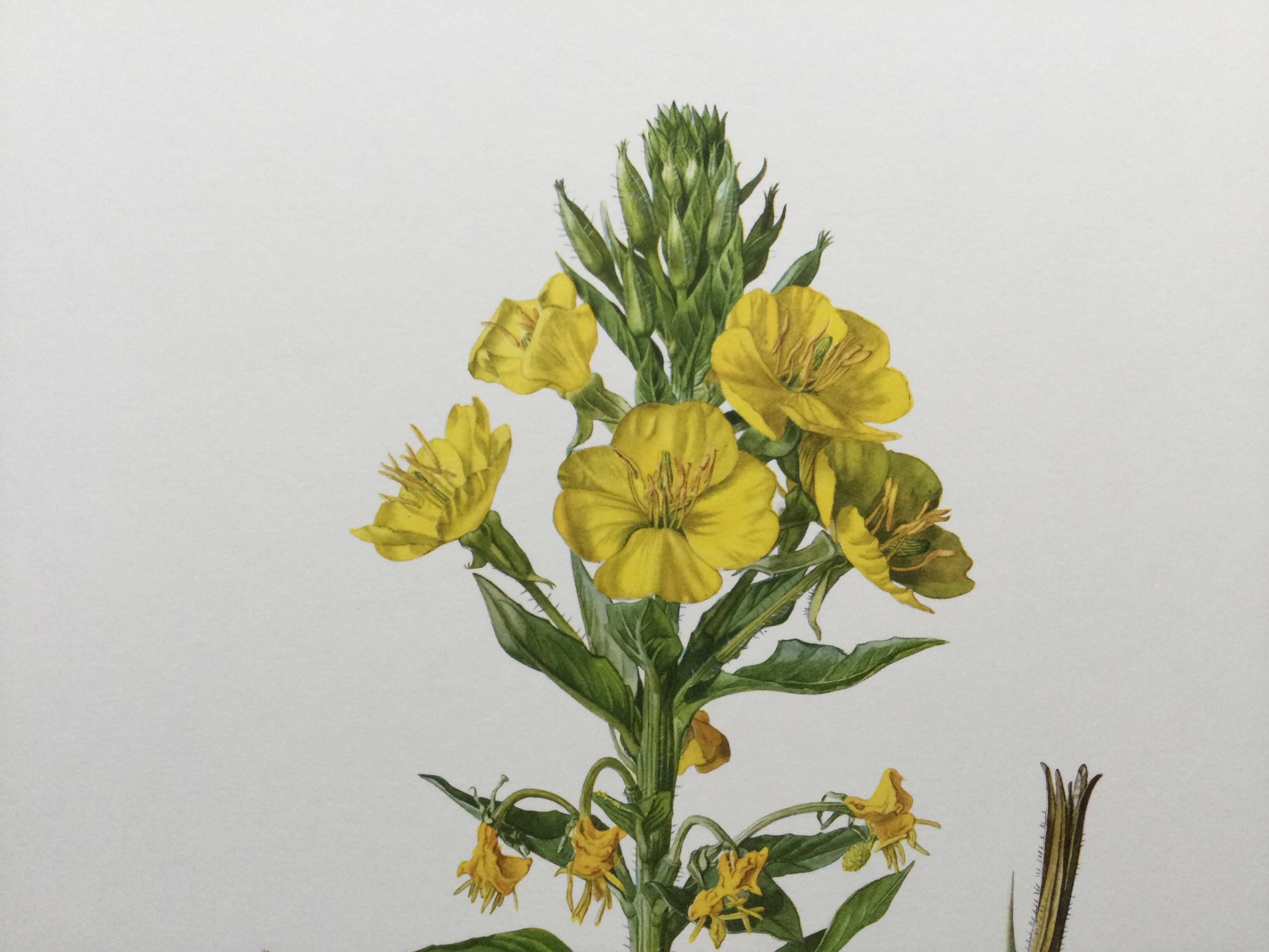 Botanical Illustration Flower Evening Primrose Vintage Print 60s
