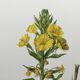 Botanical Illustration Flower Evening Primrose Vintage Print 60s