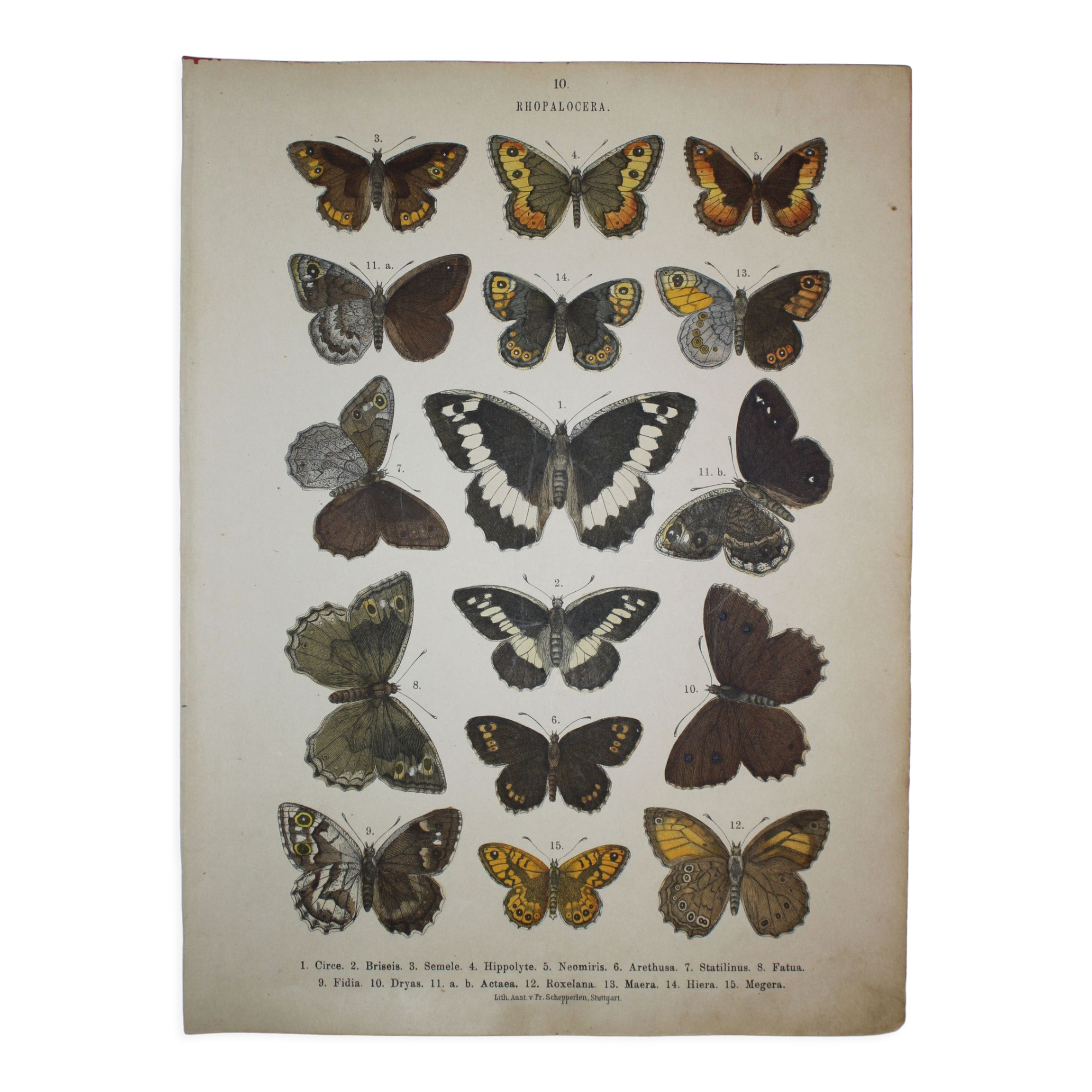 Circe butterflies, illustration from 1887, antique print, lepidoptere original insect plate