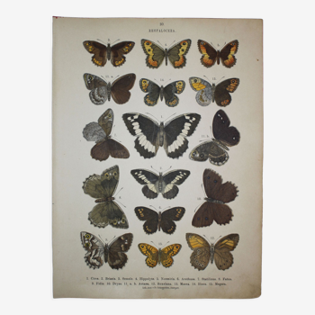 Papillons circe, illustration de 1887, gravure ancienne, lépidoptere planche original insecte