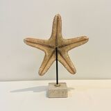 XXL Vintage Natural Starfish on Marble Base Cabinet of Curiosities