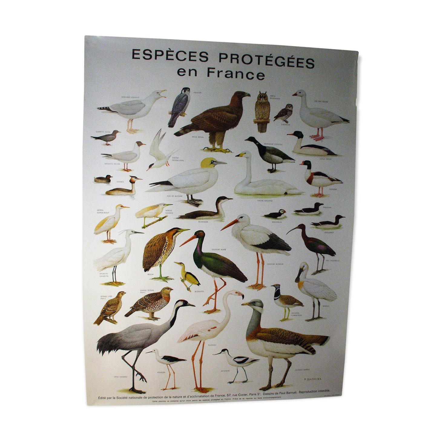 Poster species protected in France
