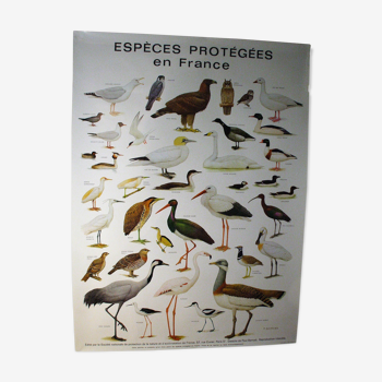 Poster species protected in France