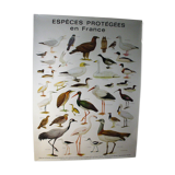 Poster species protected in France
