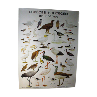 Poster species protected in France