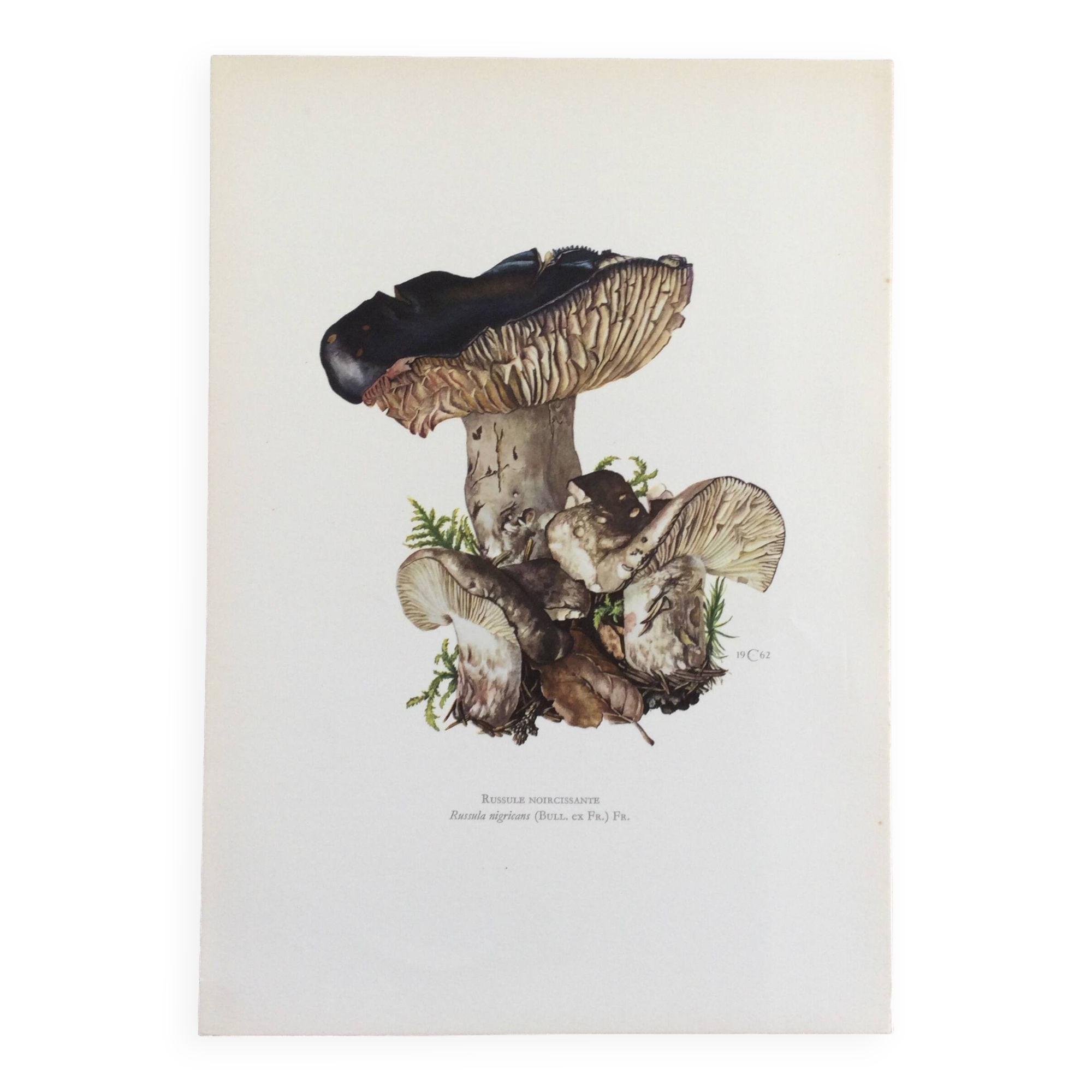Botanical Illustration Mushrooms Russula Vintage Print 60s