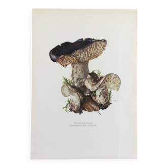 Botanical Illustration Mushrooms Russula Vintage Print 60s