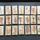 Roger ceramic tiles herbarium model