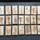 Roger ceramic tiles herbarium model