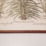 Old Botanical poster framed
