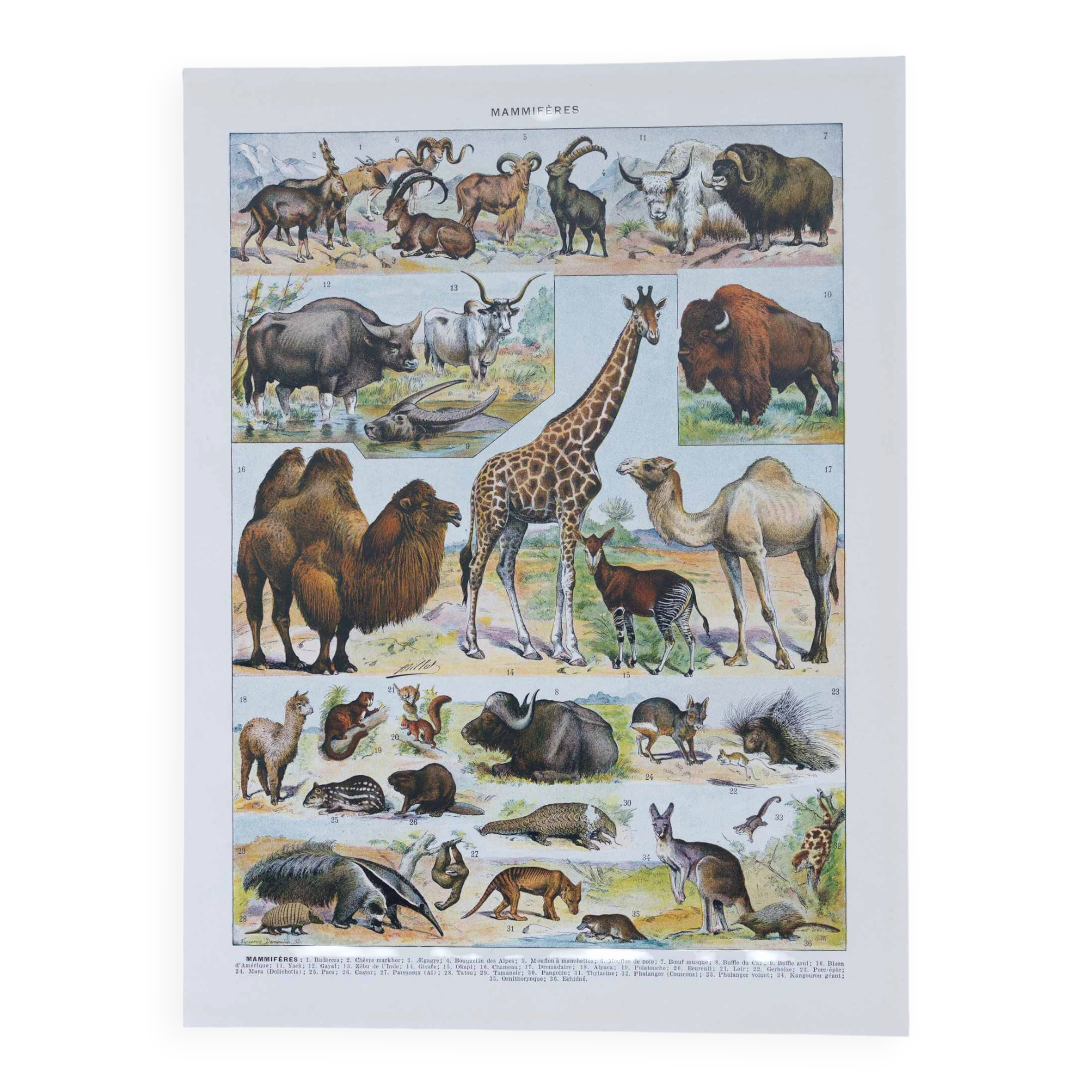 Original plate from 1930: wild and domestic mammals