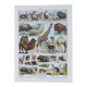 Original plate from 1930: wild and domestic mammals